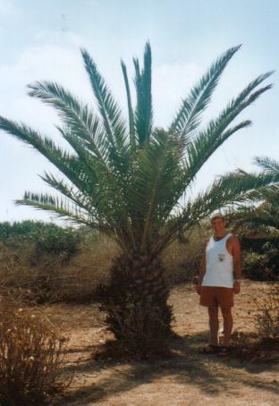 palm_tree.jpg, 30/12/01, 27 kB